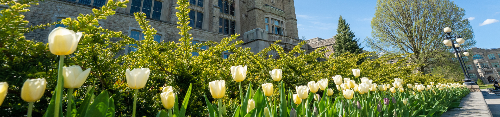 A photo of campus in the spring with yellow tulips